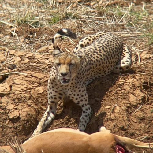Safari 01