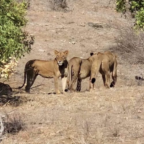 Safari 03