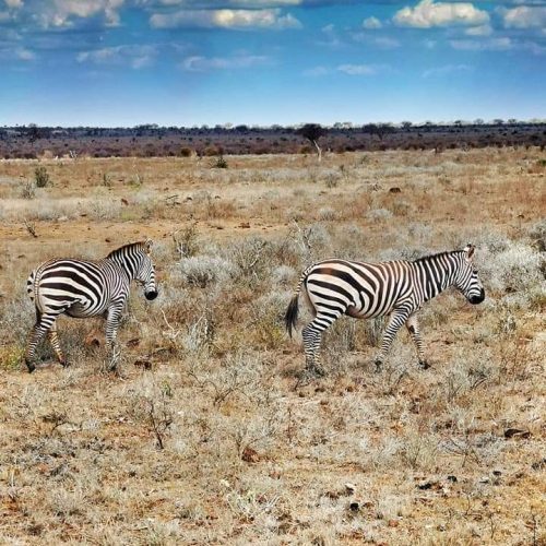 Safari 04