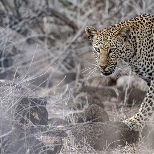 Safari 06